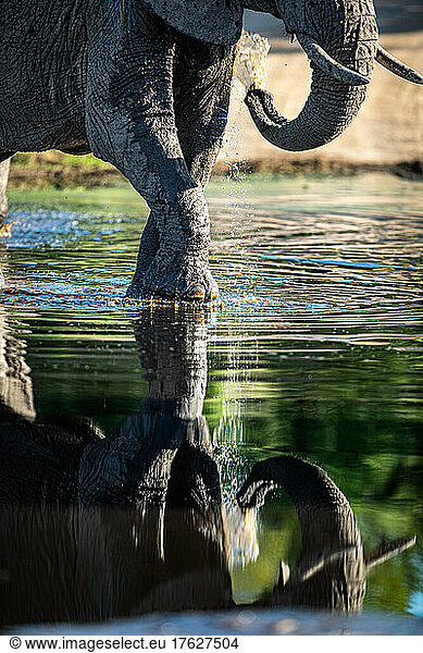 An elephant  Loxodonta africana  walks through water  reflection in water