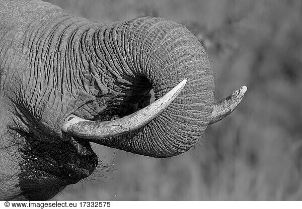 An elephant's trunk  Loxodonta africana  trunk to mouth while it drinks