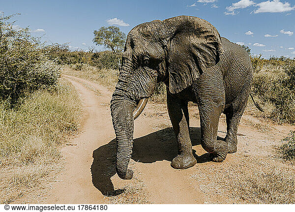 An elephant walks across road in Kruger Park  South Africa