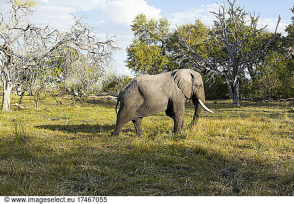 An elephant with tusks walking across grassland