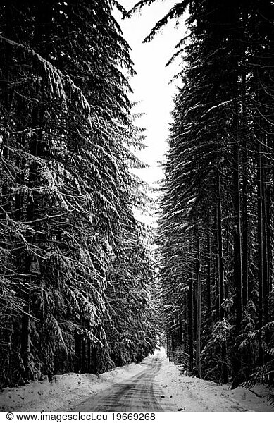 An empty road with snow on the edges and surrounding trees  Skykomish  Washington.