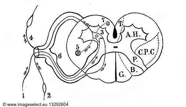 An engraving depicting a diagram of a reflex arc An engraving depicting ...