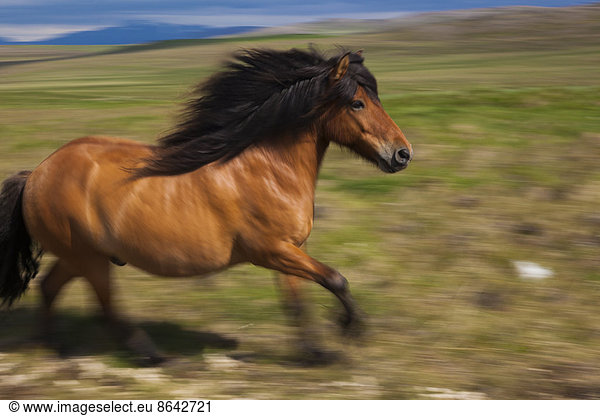 An Icelandic horse galloping in open countryside.