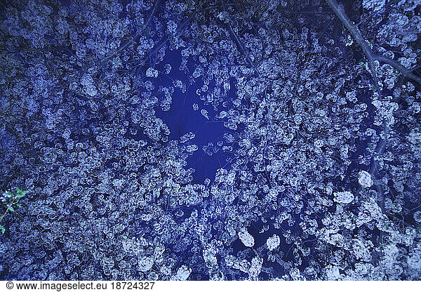 An image with made with a long exposure and multiple flash strikes  while spinning  shows cherry blossoms at dusk on the Cherry trees in Washington DC in spring.