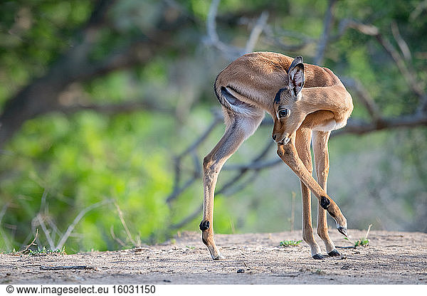 An impala calf  Aepyceros melampus  turns and licks its hind leg  hind leg raised