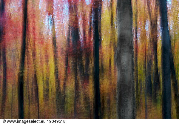 An impressionistic photograph of a birch and maple tree forest in Northern Minnesota.
