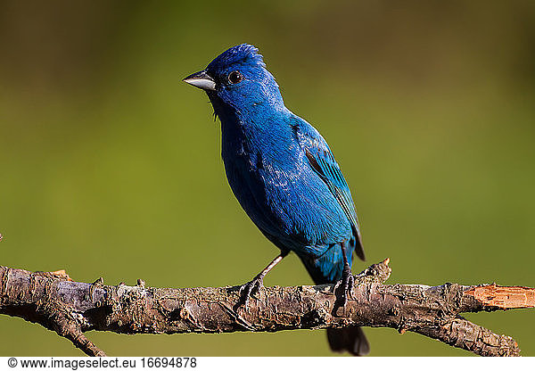 An Indigo Bunting Perched on a Branch