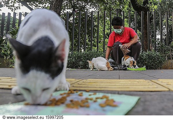 An Indonesian man wearing a face mask feeds cats during the Coronavirus (Covid-19) crisis in Jakarta  April 16  2020. Following the enactment of large-scale social restrictions by the Indonesian government  people are restricted from outside the home  causing extraordinary situations from unusual city views such as empty streets.