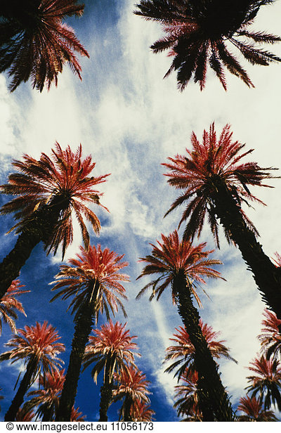 An infrared shot of date palm trees from below against a blue sky with clouds in Death Valley.