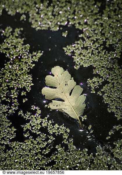 An oak leaf rests on a pond's surface amongst moss leaves.