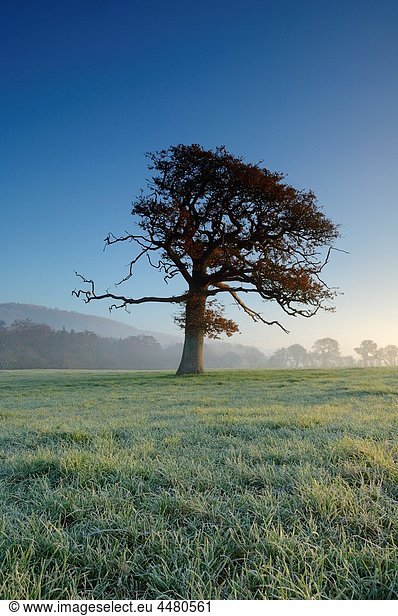 An oak tree stands in a frosty field at sunrise in Somerset  England  United Kingdom