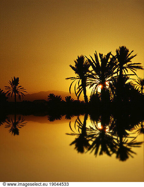 An oasis in the desert at sunset.