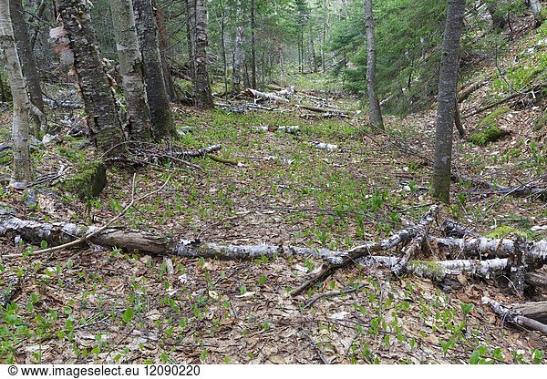 An old sled road from the logging era in Walker Ravine  near Walker Brook  in Franconia Notch of the New Hampshire White Mountains during the spring months.