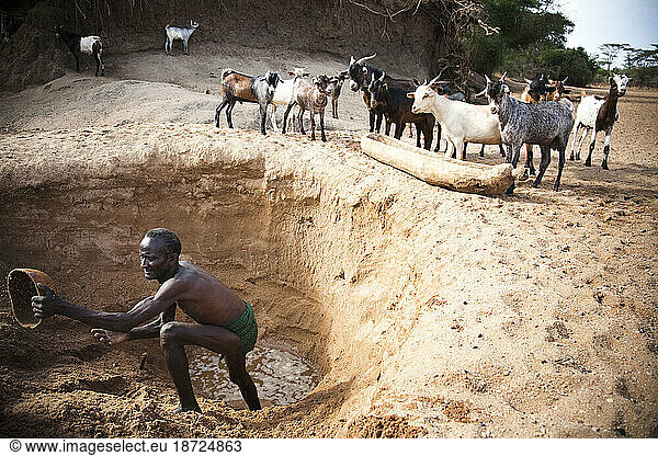 An older Hamer man digs a hole in the dry river bed to access muddy water for his goats.