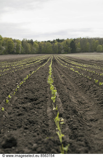 An open field  with ploughed earth. Seedlings growing in rows.