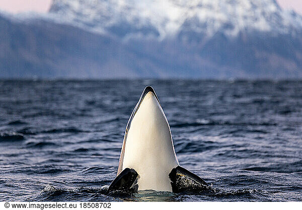 an orca takes the head out of the water to observe the surroundings