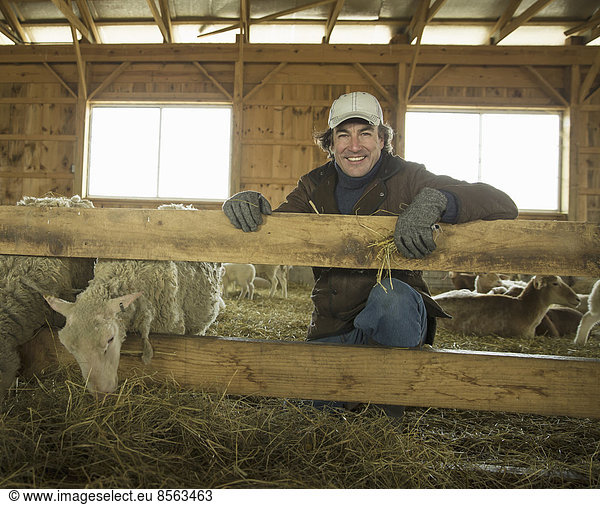 An Organic Farm in Winter in Cold Spring  New York State. A family working caring for the livestock. Farmer and sheep in a pen.
