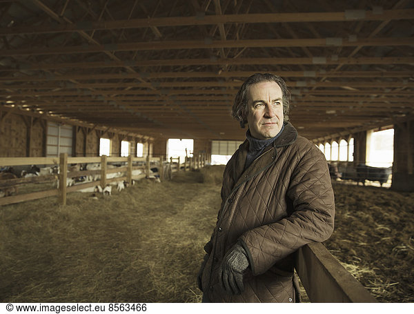 An Organic Farm in Winter in Cold Spring  New York State. A farmer in a livestock barn with sheep at lambing time.