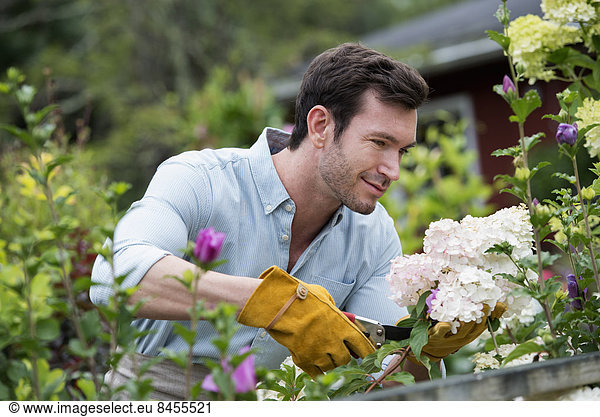 An organic flower plant nursery. A man working  tending the plants.