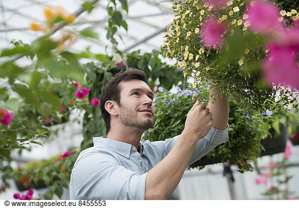 An organic flower plant nursery. A man working  tending the plants.
