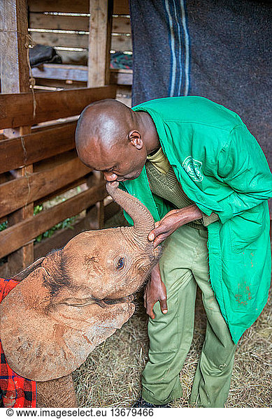 An orphaned elephant (Loxodonta africana) calf and its keeper share a strong bond  at the elephant orphange  in Nairobi  Kenya.