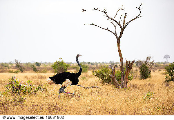 An ostrich in the landscape of the savannah in Kenya