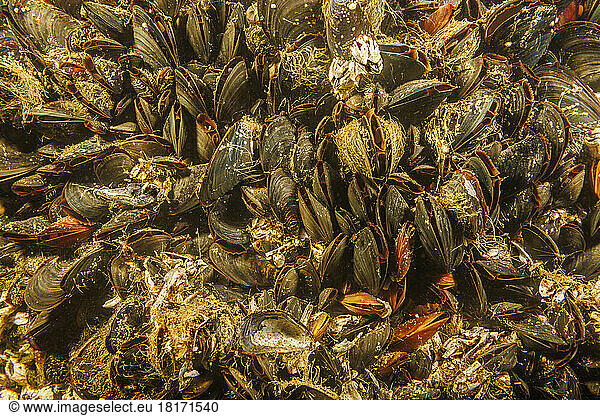 An underwater image of a clump of Pacific blue mussels (Mytilus trossulus) feeding. Other names include bay mussel  foolish mussel  edible mussel and common blue mussel; British Columbia  Canada