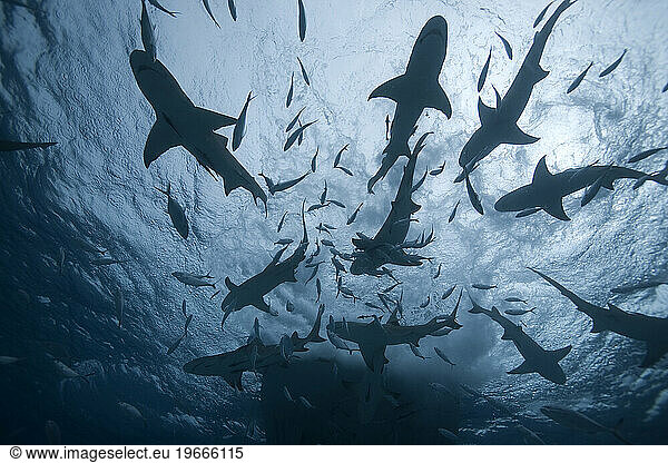 An underwater silhouette of a shark frenzy at the surface