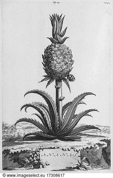 Ananas (Ananas comosus)  copper engraving by Abraham Munting from Naauwkeurige Beschryving der Aardgewassen  Leyden Utrecht 1696  Netherlands