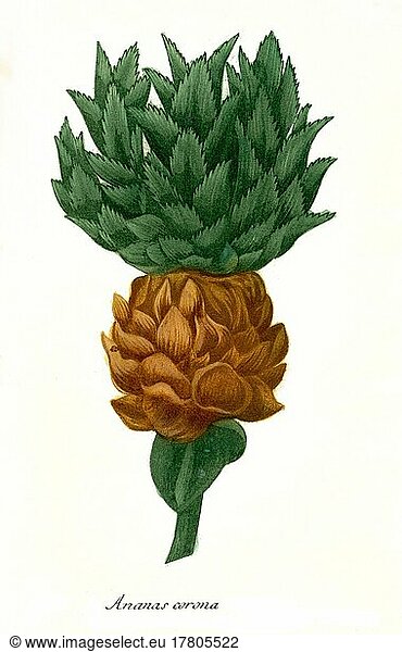 Ananas corona  Historisch  digital restaurierte Reproduktion einer Vorlage aus dem 19. Jahrhundert