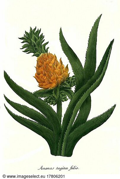 Ananas sagita folio  Historisch  digital restaurierte Reproduktion einer Vorlage aus dem 19. Jahrhundert