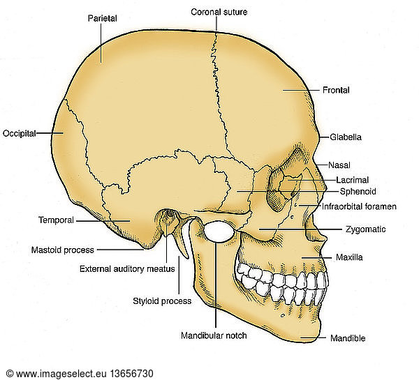 Anatomical illustration of a human skull in profile Anatomical ...