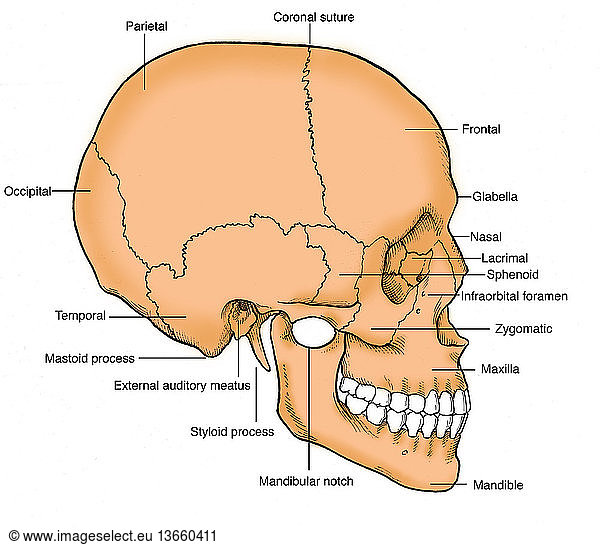 Anatomical illustration of a human skull in profile Anatomical ...