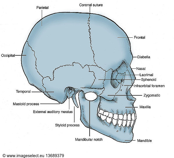 lacrimal pictures - 1516 stock photos and images