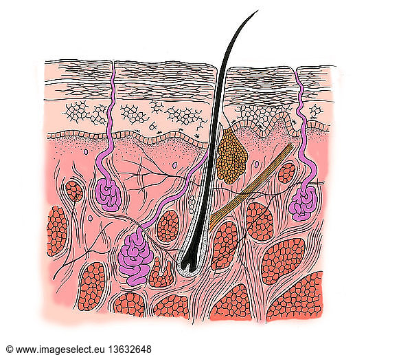 Anatomical illustration of a section through human skin Anatomical ...