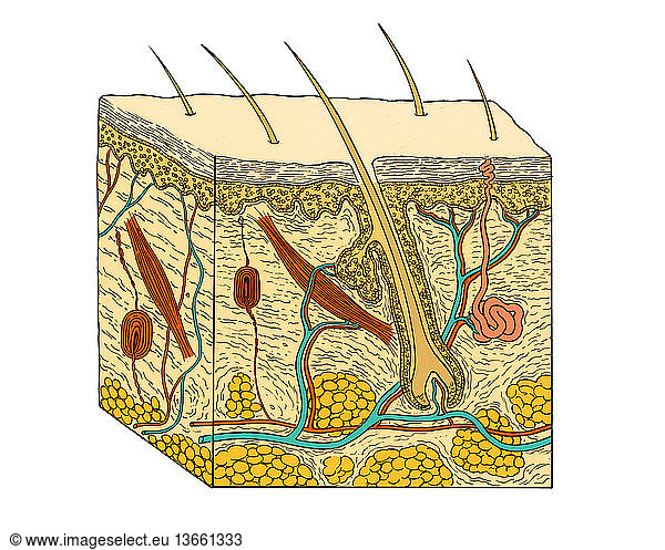 Anatomical illustration of a section through human skin Anatomical ...