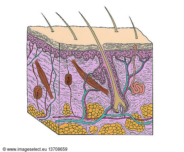 Anatomical illustration of a section through human skin Anatomical ...