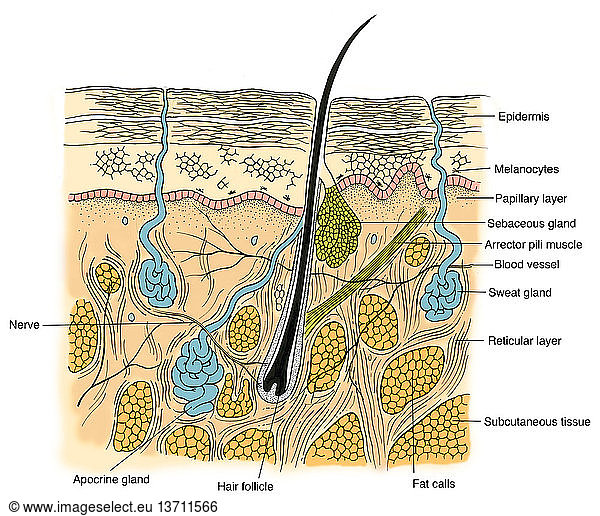 Fat Cells pictures - 3251 stock photos and images