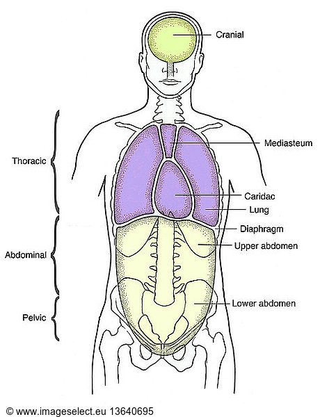 Anatomical illustration of anterior body cavities Anatomical ...