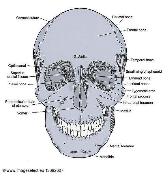 Anatomical illustration of anterior skull Anatomical illustration of ...