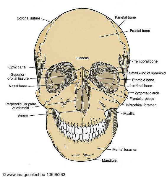 Anatomical illustration of anterior skull Anatomical illustration of ...