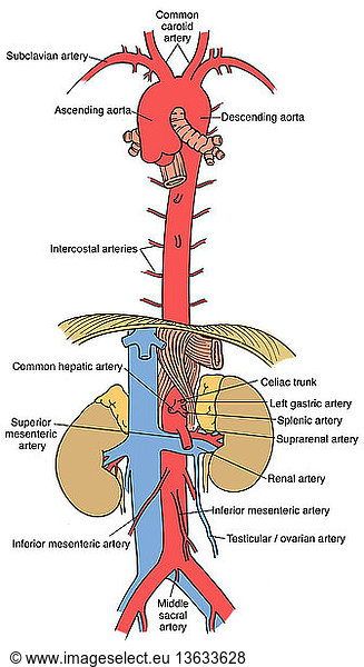 Anatomical Illustration Of Aorta And Branches Anatomical Illustration 