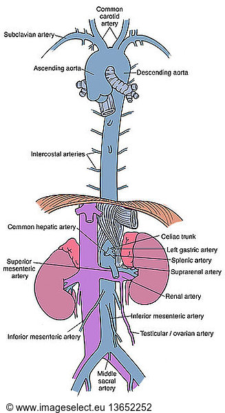 Anatomical illustration of aorta and branches Anatomical illustration ...