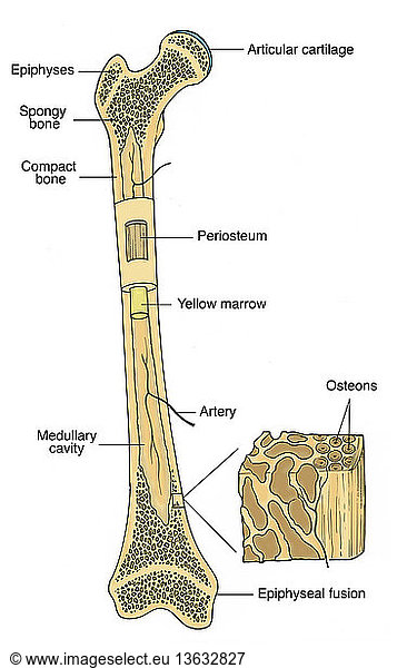 Anatomical illustration of bone Anatomical illustration of bone, with ...