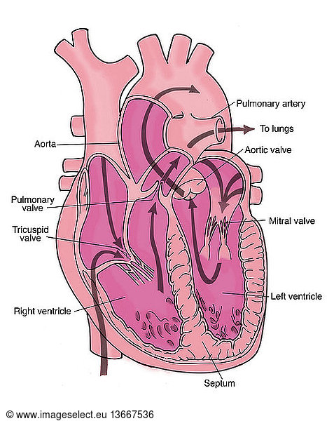 Anatomical illustration of coronary circulation Anatomical illustration ...