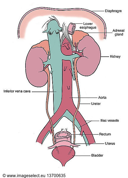 Anatomical illustration of female urinary system Anatomical ...