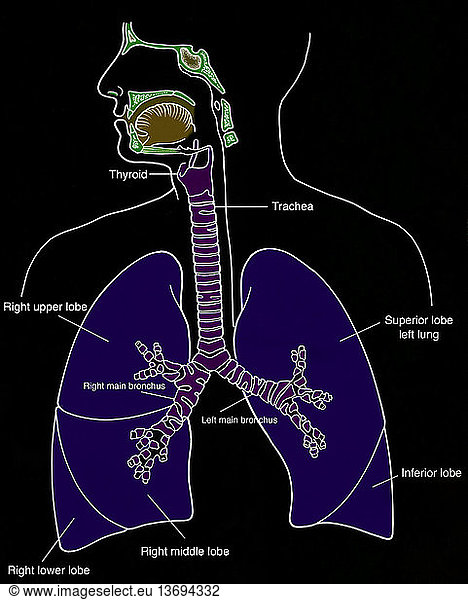 Anatomical illustration of respiratory system Anatomical illustration ...