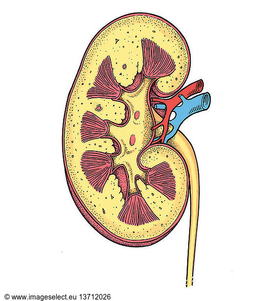 Anatomical Illustration Of Right Kidney Anatomical Illustration Of ...