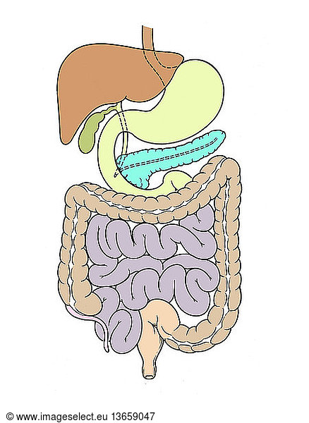 Anatomical illustration of the abdomen Anatomical illustration of the ...