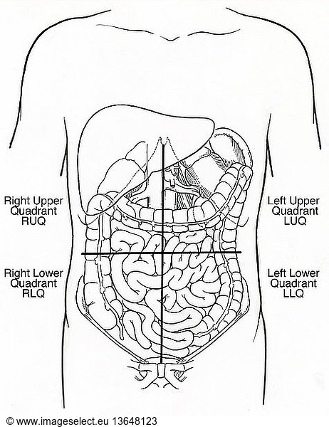 Anatomical illustration of the abdominal quadrants: right upper ...